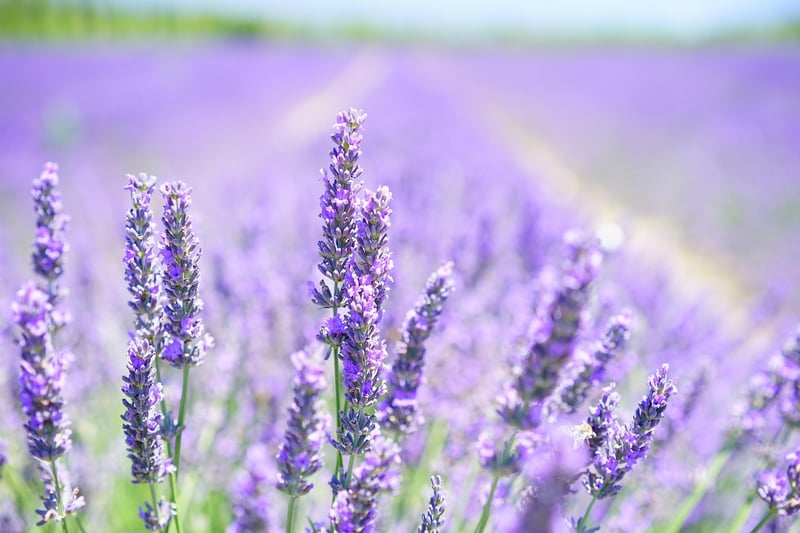 Lavender flowers